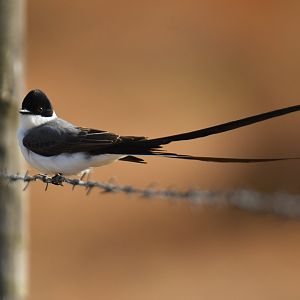 Fork-tailed Flycatcher Tyrannus savana