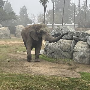 African Elephant Bull Mabu