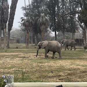 African Elephants Nolwazi and Amahle