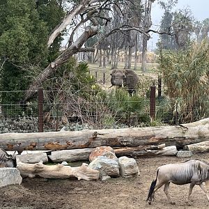 African Elephant Mabu and 2 Wildebeest