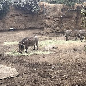 Warthogs