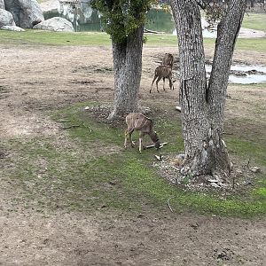Greater Kudu