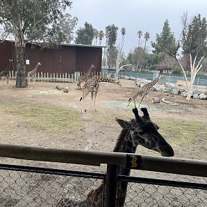 Masai and Reticulated Giraffes