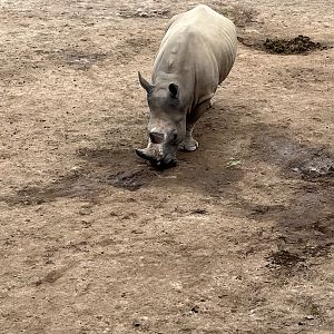 Southern White Rhino