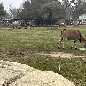African Adventure mixed species habitat