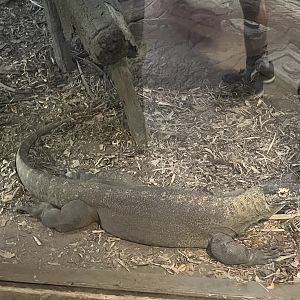 Komodo Dragon female
