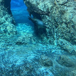 California Sea Lion and Pacific Harbor Seal