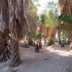 Palm Garden