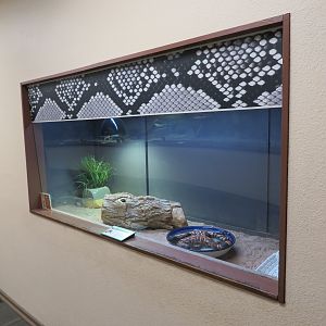 Gila Monster Enclosure