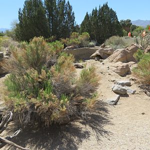 Desert Tortoise Exhibit