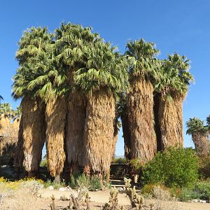 Palm Oasis