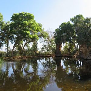 Sonoran Pond with Pupfish