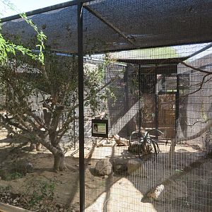 Western Screech Owl Aviary