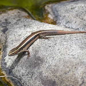 wild - Eastern Water Skink