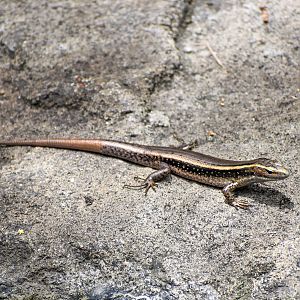 wild - Eastern Water Skink