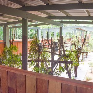 Renovated Koala Enclosure
