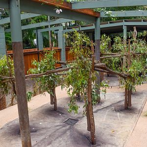 Renovated Koala Enclosure