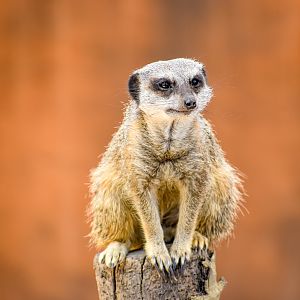 Meerkat