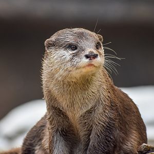 Asian Small-clawed Otter