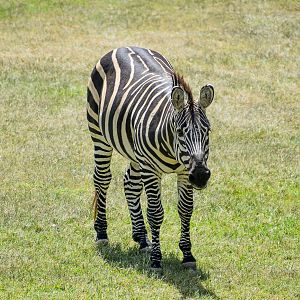 Plains Zebra