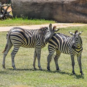 Plains Zebras