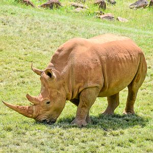 Southern White Rhinoceros