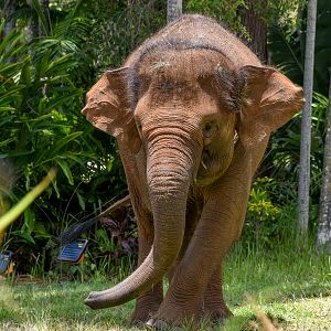 Sumatran Elephant