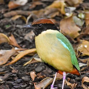 Noisy Pitta