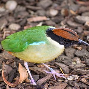 Noisy Pitta
