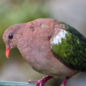 Pacific Emerald Dove