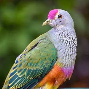 Rose-crowned Fruit-Dove
