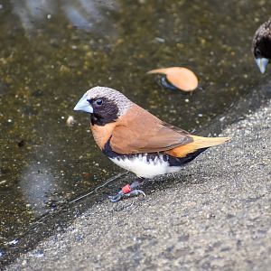 Chestnut-breasted Mannikin