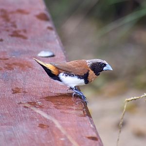 Chestnut-breasted Mannikin