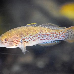 Southern Purple-spotted Gudgeon