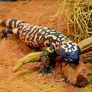 Gila Monster