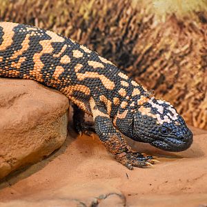 Gila Monster