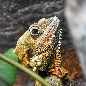 Boyd's Forest Dragon