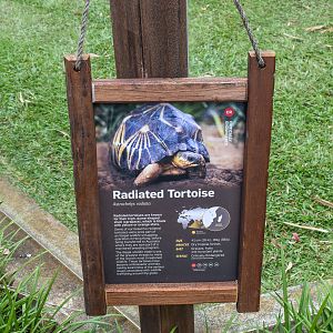 New Radiated Tortoise Sign