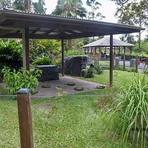 Radiated/Elongated Tortoise Enclosure