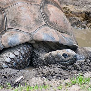 Aldabra Giant Tortoise in mud wallow