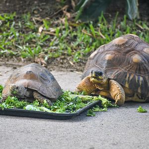 Elongated and Radiated Tortoises