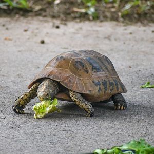 Elongated Tortoise