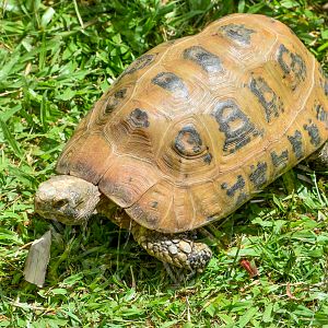 Elongated Tortoise