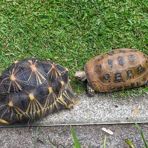 Radiated and Elongated Tortoises