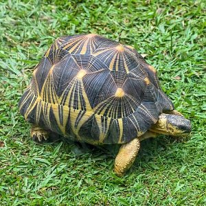 New Species at Australia Zoo: Radiated Tortoise