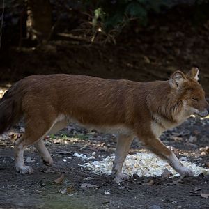 Dhole/ Cuon alpinus