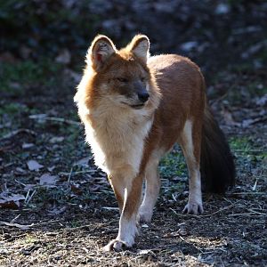 Dhole/ Cuon alpinus