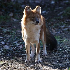 Dhole/ Cuon alpinus