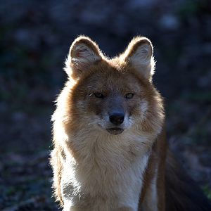 Dhole/ Cuon alpinus