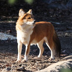 Dhole/ Cuon alpinus